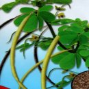 진양원예사 이미지