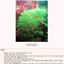 21. 자이안트 암브리아-Limnophila aquatica (일본 번역)- 이미지