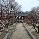 창경궁 홍화문 옆 | 창덕궁에서 창경궁으로 봄꽃 풍경 산책 후기