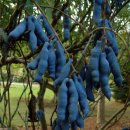 파란콩과일,6색작약,10색수련,약초씨앗판매 이미지