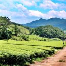 녹향월촌마을 이미지