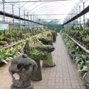 석부작박물관 이미지