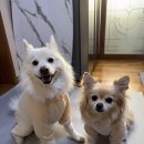 도그아이 | 강아지 진드기 예방 옷 추천 | 도그아이 버그가드 올인원 수트 내돈내산 후기