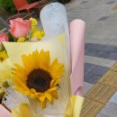 프롬니나 이미지