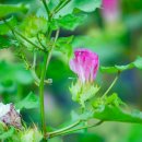 청솔농원 이미지