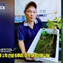 11월 이벤트 “어떻게 생각하시나요? - "욕심 생겼지만"…감정가 1억 산삼 6뿌리, 이웃 어르신에 나눔 이미지