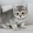 동해삼척태백축산업협동조합 동물병원 | 강원도고양이분양 새로운 가족을 만날 준비를 모두 마쳤어요!