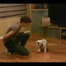 How to stop unwanted behavior- the positive interrupter- dog training clicker training어떻게 원치 않는 행동했을때.. 이미지