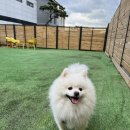 메르시 애견 펜션 이미지