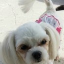 빙고 애견카페 이미지