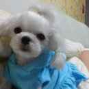 별이와콩이 이미지