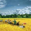 황금물결 이미지