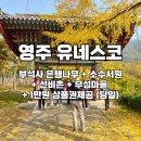영주 소수서원 | 11월 국내 단풍여행 추천, 영주 부석사·소수서원 당일치기 버스패키지 후기