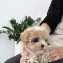 퍼피메이트 안심분양센터 동탄 강아지분양 이미지