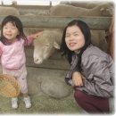 수민목장 Daum카페