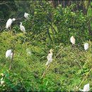 백로마을 이미지