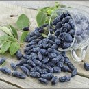 댕댕이루 이미지