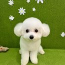 뽀짝뽀짝 애견 미용실 이미지