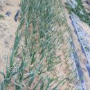 새벽농장 이미지