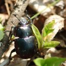 금강송 생태경영림 이미지