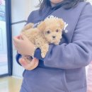 더멍멍 충주점 이미지