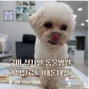 유니온동물병원 | 구미동물병원 과잉진료 없는 선샤인 동물병원 내돈내산 중성화 스케일링 후기