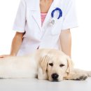 명동물병원 이미지