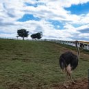 청솔목장 이미지