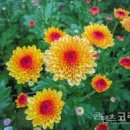 명심보감 이미지