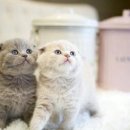 이쁜냥이 이미지