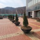 푸르름의 농원 | [고객후기] 에메랄드그린 조경수 고객 후기 사진