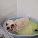 도루몽실 이미지