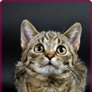 숲 동물의료센터 이미지