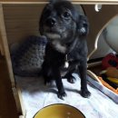 (주)힐링펫 이미지