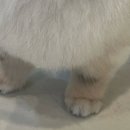 지니펫 애견미용실 이미지