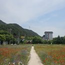 밀양여행 1편 | 가는 길에 우연히 들른 대구 논공꽃단지 꽃놀이 후기