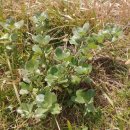 숨비기낭 이미지