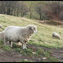 가야목장 이미지