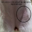 반야시스터 이미지