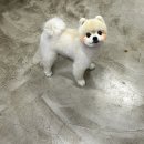 뽀숑그루밍 이미지