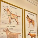 서른살나의펫2 이미지