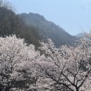 Saturday 12 April subtitle in Yeongtalia