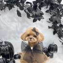 하떼하떼 이미지