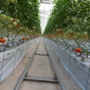 장수장목반 이미지