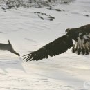 토끼사냥 이미지