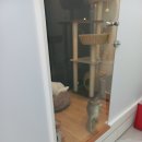 우다다냥 이미지