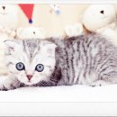 부천강아지분양 고양이분양 24시 데려가개 부천점 이미지