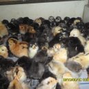 태웅농장 이미지