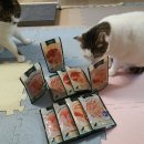 와즈펫(wispet) | 와즈펫 습식 파우치 4종 | 고양이 습식 후기