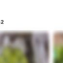 반딧불청과 이미지